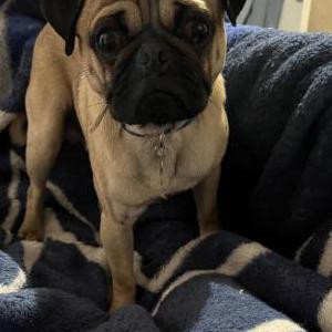 Image of Draco, Lost Dog