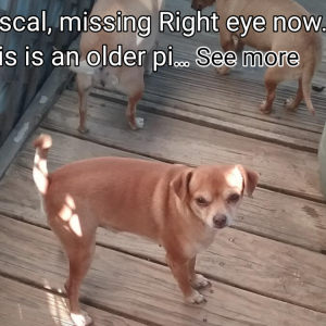 Image of Rascal, Lost Dog