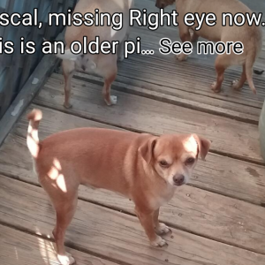 Lost Dog Rascal