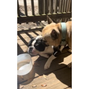 Lost Dog Moaki and Mowglis