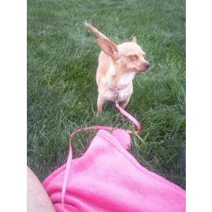 Image of Bella, Lost Dog