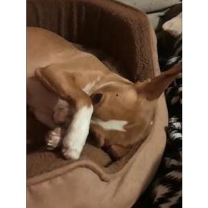Image of Miya, Lost Dog
