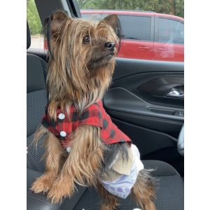 Image of Moony, Lost Dog