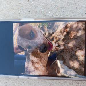 Image of Unknown, Lost Dog