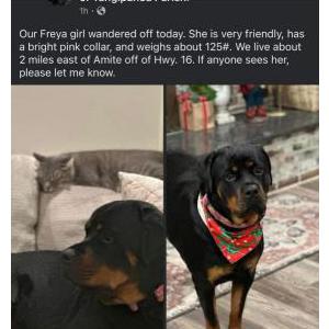 Lost Dog Freya