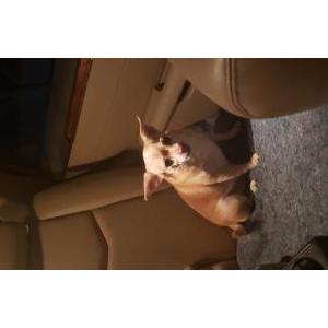 Image of Buster, Lost Dog