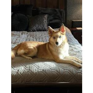 Image of Roxy, Lost Dog