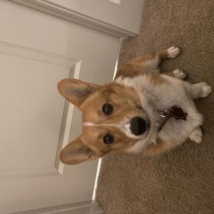 Image of Fugui, Lost Dog