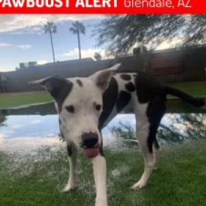 Image of Geronimo/ crash, Lost Dog