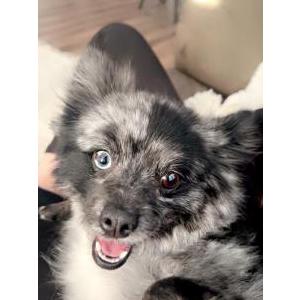Image of unknown, Found Dog