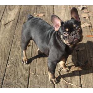 Lost Dog Chocolate