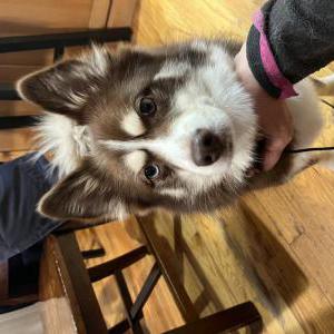 Image of Unknown, Found Dog