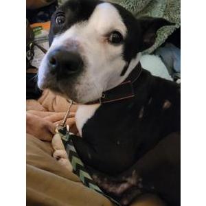 Lost Dog Kain