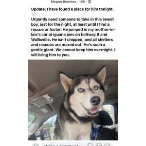 Image of Unknown, Found Dog