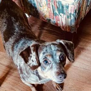 Image of Puzzles, Lost Dog