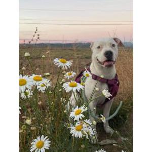 Lost Dog Daisy