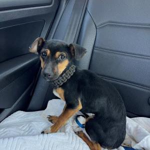 Image of unknown, Found Dog