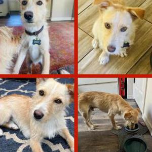 Image of Arthur, Lost Dog