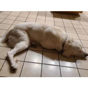 Image of Tiny, Lost Dog