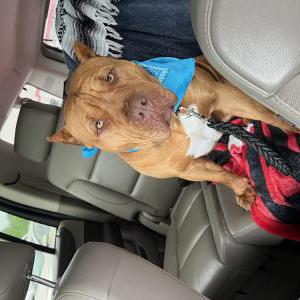 Image of Sky, Lost Dog