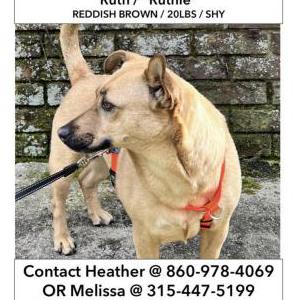 Image of Ruthie(20 lbs., tan), Lost Dog