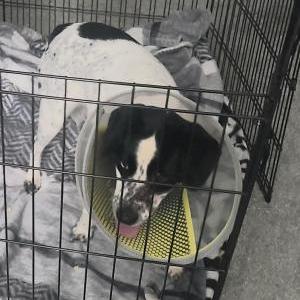 Image of Vanilla Bean, Lost Dog