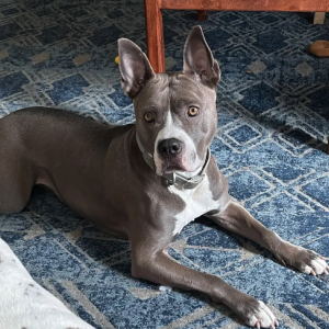 Image of KALAHNI, Lost Dog