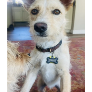 Image of ARTHUR, Lost Dog