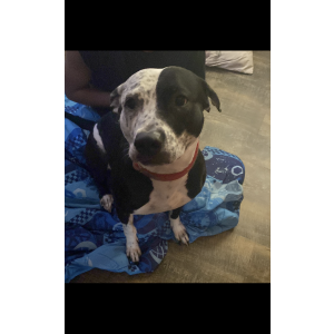 Image of King, Lost Dog
