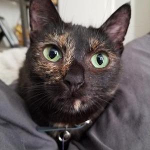 Image of Dee Dee, Lost Cat