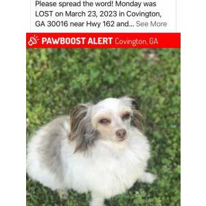 Image of monday, Lost Dog