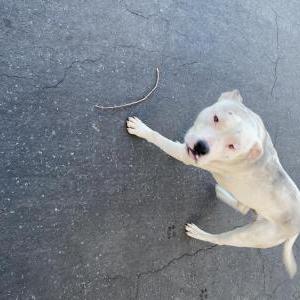 Image of Unknown, Found Dog