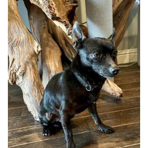 Image of Unknown, Found Dog