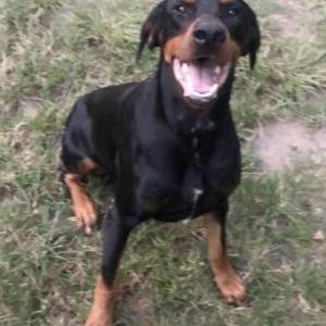 Image of Satanas, Lost Dog