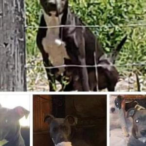 Image of Mia, Lost Dog