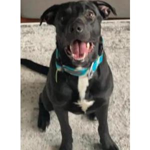 Image of Pip, Lost Dog