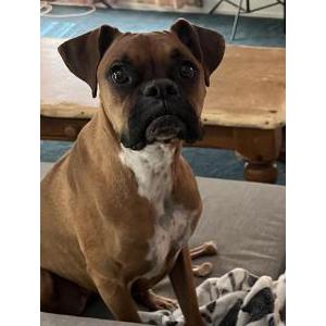Image of Pancake, Lost Dog
