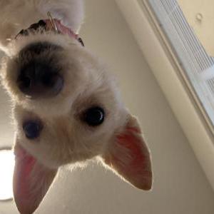 Image of Molly, Lost Dog