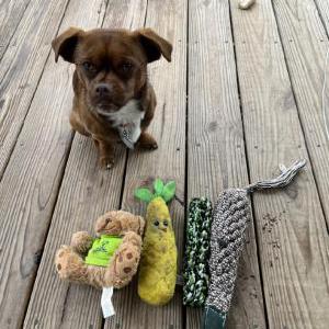Image of Scout, Lost Dog
