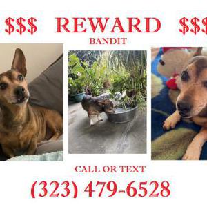 Lost Dog Bandit