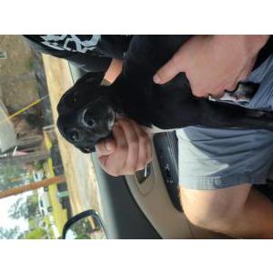Image of Unsure, Found Dog