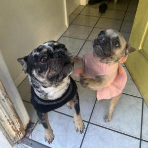 Image of Choco & Ruby, Lost Dog