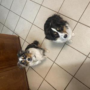 Image of Bella, Lost Dog