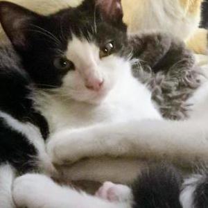 Image of Anime, Lost Cat
