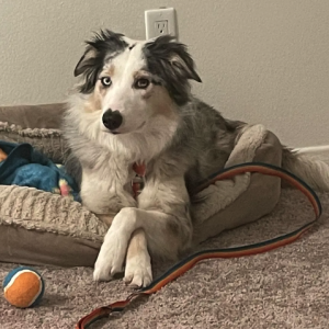 Lost Dog TOHRU