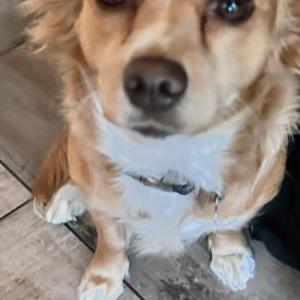 Lost 1 Artemis (CA)