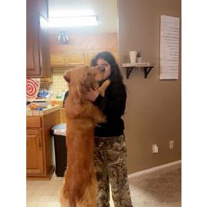 Image of Milo, Lost Dog