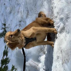 Image of Milo, Lost Dog
