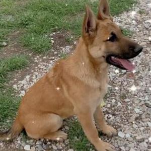 Image of Khole, Lost Dog