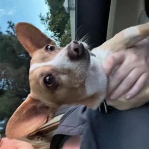 Image of Unknown, Found Dog